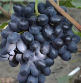 Юнкер, очень ранний /Садовита/