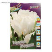 Кардинал Мидцентри (11/12) 1шт/у