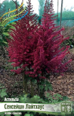 Астильба Сенсейшн Лайтхаус 2/3 1шт/у 