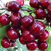 Вишня Жуковская