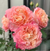 Августа Луиза /чай.гиб./