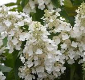 Гортензия Вайт Леди (Hydrangea) метельчатая 