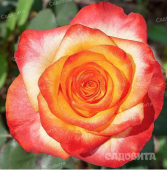 Циркус (флорибунда)