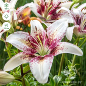 Трибал Кисс (12/14) 1 шт/у