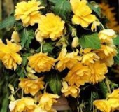 Пендула Желтая (4/5) 1 шт/у