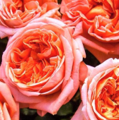 Рене Госсини /чайно-гибридная/