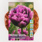 Колор Бёрст 11/12 1 шт/у 