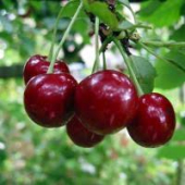 Вишня Застольная