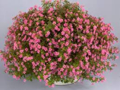 Бакопа вегетативная (рассада) в ассортименте