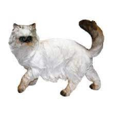 Кошка белая Н-31 см (F1176)