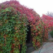 Виноград девичий