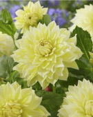 Ла Луна 1 шт/у 