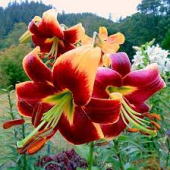 Рэд Монинг (12/14) 1 шт/у