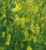 Донник жёлтый 0,5 кг  /АСК/