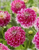 Гоу Гоу Ту-Тоун 1 шт/у 