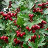 Боярышник Кроваво-красный