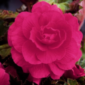 Махровая розовая (5/6) 1  шт