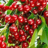 Вишня Брусницына