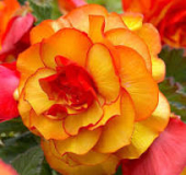 Пикоти Желто-красная (5/6) 1 шт/у 