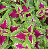 Колеус (укоренен) в ассортименте