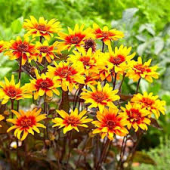 Гелиопсис Бернинг Хертс 1шт/у 