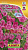 Суперкаскадная розовая F1 /Аэлита/ 7 шт