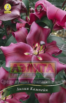 Кампейн (ярко-розов.ОТ гибрид.)12/14 (2 шт/у) /АЭ/