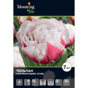 Зизани 12/+ (7шт/у) 