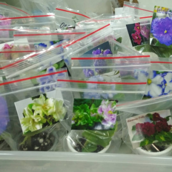 Фиалка (укорененные листики)