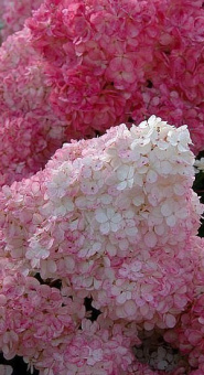 Гортензия Vanille Fraise метельчатая (3-4 ветки)
