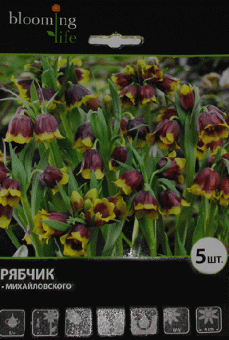 Рябчик Михайловского 5/+ (5 шт/у) 