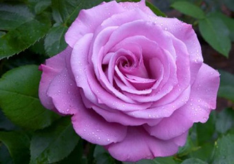 Голубой Нил (фиолетовая) чайно-гибр.( в тубе)