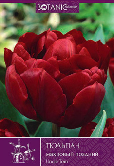 Анкл Том (красный, махр) 11/12 (6 шт/у) /Botanic Collection/
