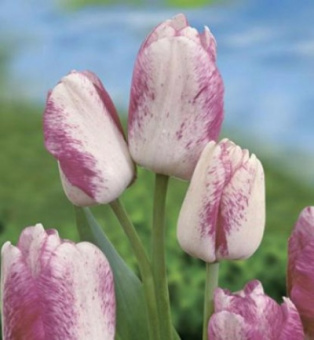 Модерн Стайл (многоцветковый) 11/12 (5 шт/у) /Botanic Collection/