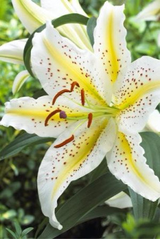 Ауратум Голд Бенд  (12/14) 5 шт/у