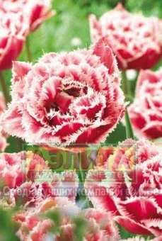 Брест (11/12) 7 шт/уп