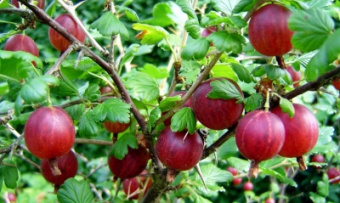 Крыжовник Сливовый (в тубе)