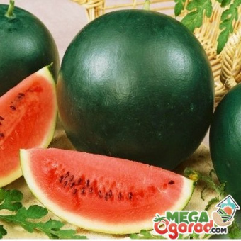 Огонек б/п  АСК/ 0,5 г