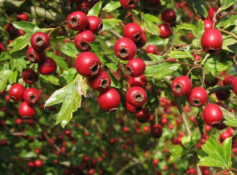 Боярышник обыкновенный