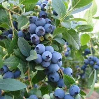Голубика Эллиот, высокорослая (в тубе)