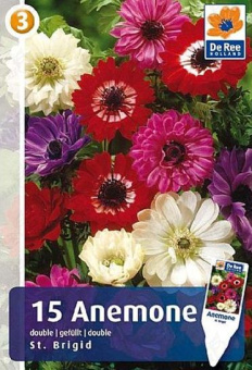 Анемона Сент Бриджид (6/7) 8 шт/у