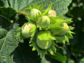 Лещина (орешник)