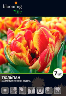 Силеста (8 шт/у) (махровый ранний, красный с жёлтым краем) 11/12