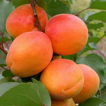 Абрикос Царский