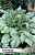 Медуница Сильверадо (2/3) 1 шт/у