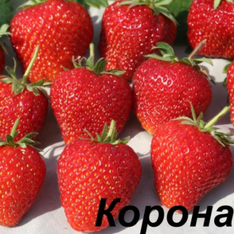 Земляника фриго Корона (средний)