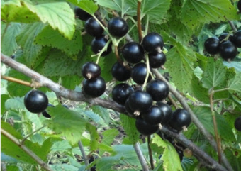 Смородина черная Чая