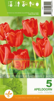 Апельдорн (красный) 10/11 (5 шт/у) / Эконом / 