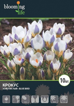 Блю Берд (бело-синий) 5/+ (10 шт) /Blooming life/
