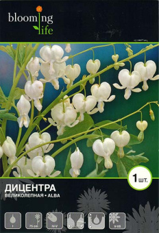 Дицентра Альба 1 шт